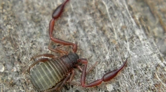 False corpion: cine nu se poate întâlni în apartamentul ei